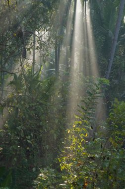 Goa Maharashtra Hindistan ağaçlarını filtreleyen ışınlar 