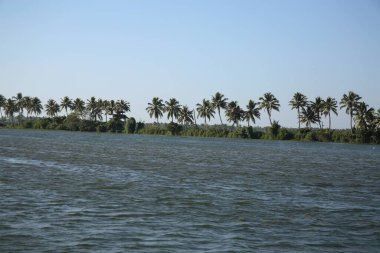 Kottayam 'dan Alleppey' e durgun sular, sırada Hindistan cevizi ağaçları, Alappuzha; Kerala; Hindistan.