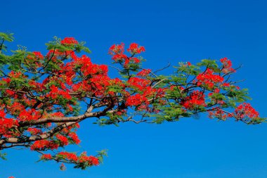 Gulmohar ağacı, visakhapatnam, andhra pradesh, Hindistan, Asya