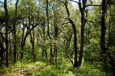 Sitlakhet uttarakhand yakınlarındaki çalılık Hindistan Asya 