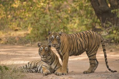 Bengal Kaplanı Ranthambhore Milli Parkı, Rajasthan, Hindistan, Asya