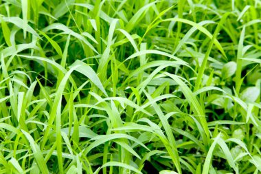 Orman yeşili çimenler, Sanjay Gandhi Ulusal Parkı Borivali, Bombay Mumbai, Maharashtra, Hindistan 'da manzara görüntüsü bırakıyor. 