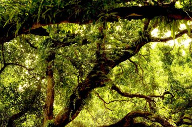 Bahçede mango ağacı; Kolkata Kalküta; Batı Bengal; Hindistan