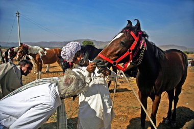 At tüccarları bir atı satın almak için Pushkar, Rajasthan, Hindistan 'daki bir hayvan fuarında teftiş ediyorlar.