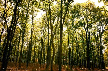 Sal ağacı patikası, Kanha vahşi yaşam sığınağı, Madhya Pradesh, Hindistan 