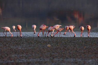 Küçük flamingo, tapi nehri, Surat, Gujarat, Hindistan, Asya