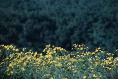 Sarı çiçekler, Hardal ekinleri, dehradun, Uttaranchal, Hindistan 