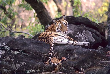 Tiger taking rest Panthera tigris  , Bandhavgarh National Park , Madhya Pradesh , India clipart