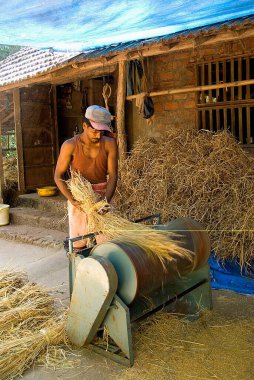 Hindistan, Maharashtra, Dapoli bölgesindeki Anjarle köyünde pirinç hasadını harman eden adam.   