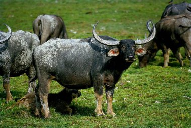Vahşi Buffalos, Bubalus Bubalis, Kaziranga Vahşi Yaşam Sığınağı, Assam, Hindistan
