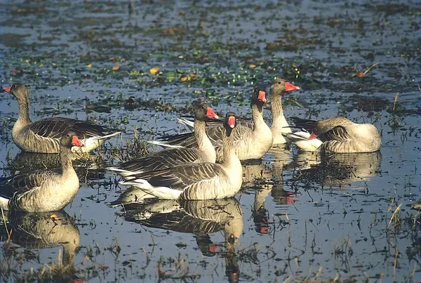 stock image Birds, Graylag Goose  Anser anser, Bharatpur bird sanctuary, Rajasthan, India 