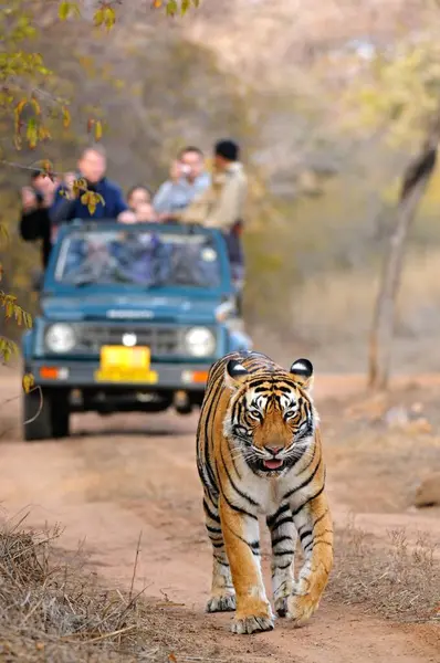 Tiger Panthera Tigris Tigris, Ranthambore Ulusal Parkı, Rajasthan, Hindistan