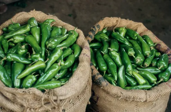 stock image Spices - Green Chillies, closeup view