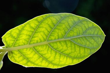 Yeşil yaprağın güzel botanik çekimi 