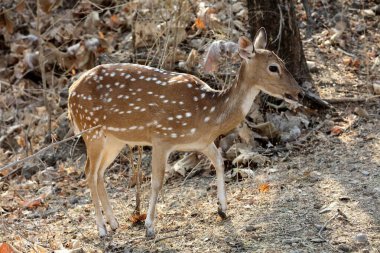 benekli geyik, sasan kız, Gujarat, Hindistan, Asya