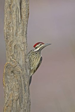 Ranthambore Ulusal Parkı, Hindistan 'da bir ağaç gövdesinde siyah popo Flameback ya da daha az altın destekli ağaçkakan Dinozor Benghalense  