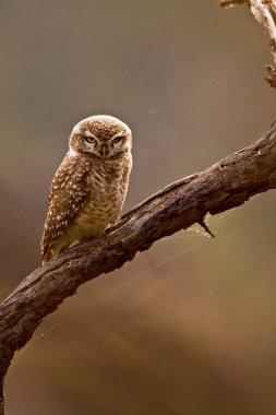 Spotted owlet athene brama staring , Keola Deo Ghana national park , Bharatpur , Rajasthan , India clipart