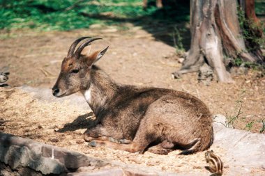 Goral Nemorhaedus goral, wild life clipart