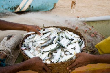Vengurla sahilinde bir sepet dolusu taze balık; Sindhudurga bölgesi; Maharashtra; Hindistan