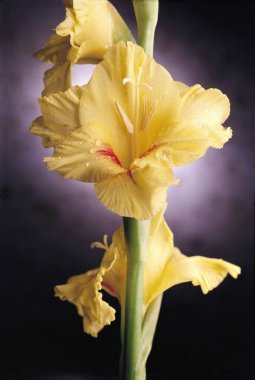Sarı renkli bir Gladiolus çiçeğinin atölye çekimi. 
