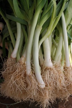 Taze sebze, taze soğan yakın plan. 