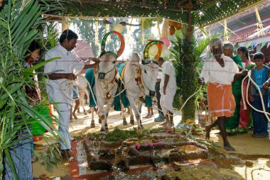 Madalyalı İnekler ve öküzler, Pongal festivalini (Hasat Festivali) kutlayan çiftçiler Coimbatore, Tamil Nadu, Hindistan 