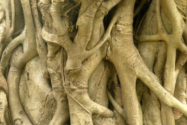 Hindistan incirinin köklerinden çok eski bir Banyan ağacının gövdesine yakın çekim.