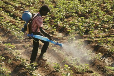 Hindistan 'da yer fıstığı tarlasında böcek ilacı sıkan bir adam. 