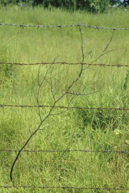 yeşil çimenler dikenli tel örgülerin içinden