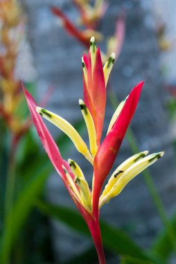 Heliconia psittacorum çiçekleri bilinen papağan çiçekleri, Kerala, Hindistan