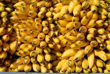 Healthy fruits, ripe yellow color eliachi Bananas, Sangli, Maharashtra, India  clipart