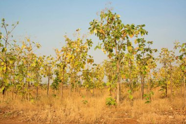 Agri, Pune, Maharashtra, Hindistan, Asya 'daki meşe ağaçları
