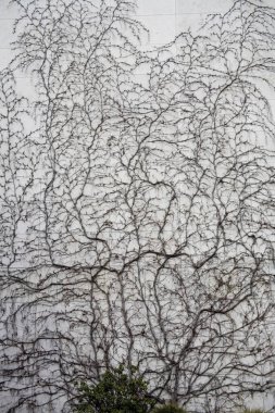 Duvar dokusu dekorasyonu üzerine bitki; Frankfurt; Almanya; Avrupa