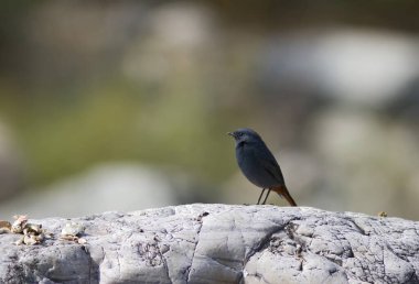 Uttrakhand Hindistan 'da Sattal' da Su Kızılanı 