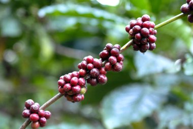Kahve üzümü, Madikeri, Koorg, Karnataka, Hindistan 