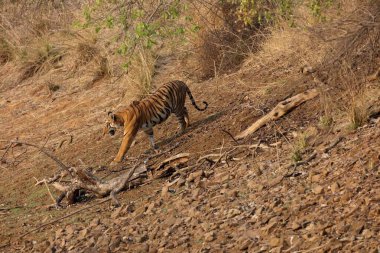 Tiger, tadoba andhari tiger reserve, chandrapur, Maharashtra, India, Asia clipart