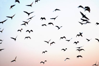 Ratnagiri, Maharashtra, Hindistan 'da durgun sularda uçan beyaz göçmen kuşlar. 