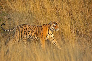 Tiger panthera tigris tigris moving in dry grasses , Ranthambore national park , Rajasthan , India clipart