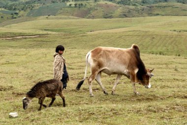 Köylü çocuk çoban olarak çalışıyor, Khasi kabilesi, Shillong, Meghalaya, Hindistan 
