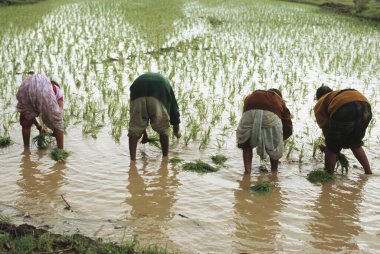 Pirinç tarlasında çalışan insanlar, Hindistan