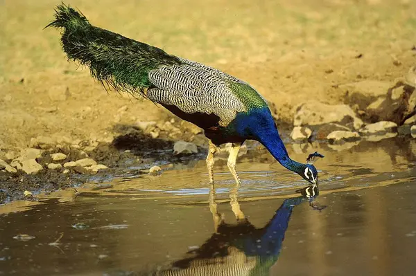 stock image Bird, Peacock (Pavo cristatus) drinking water , Sariska wildlife sanctuary , Rajasthan , India