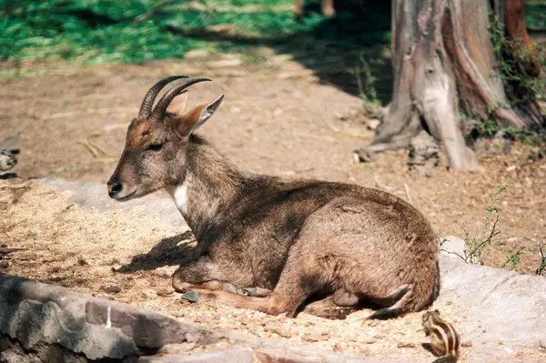 stock image Goral Nemorhaedus goral, wild life