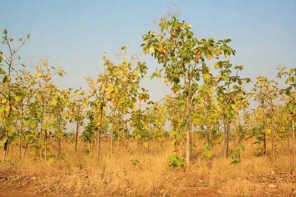 Agri, Pune, Maharashtra, Hindistan, Asya 'daki meşe ağaçları