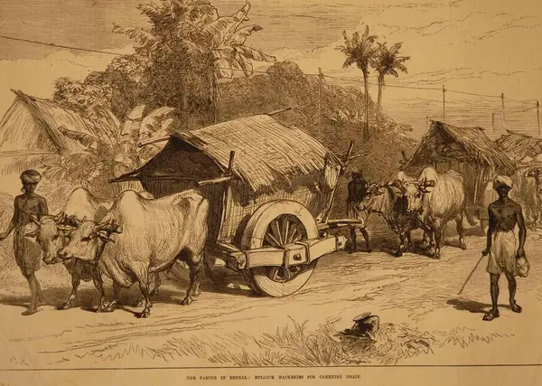 Bengal öküzlerinde tahıl taşımak için taşıma sanatı kıtlığı, Batı Bengal, Hindistan 