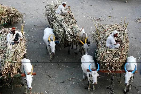 stock image Farmers sitting on their Sugarcane crop loaded on bullock carts ; Sangli ; Maharashtra ; India
