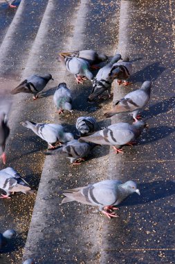 Dwarka bölgesindeki Gomti ghat 'ta güvercinler, Jamnagar, Gujarat, Hindistan 