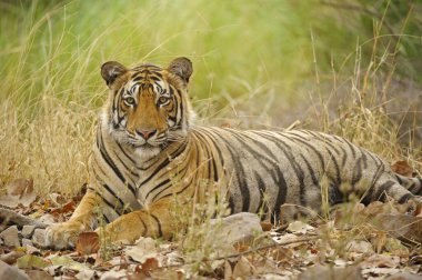Bengal kaplanı, Ranthambhore Ulusal Parkı, Rajasthan, Hindistan Asya