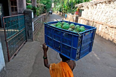 Velas Köyü Ratnagiri Bölgesi 'nde sepette alphonso mango taşıyan işçi Maharashtra; Hindistan