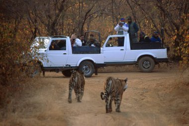 Kaplanları izleyen turistler Panthera Tigris Sumatrae, Hindistan 