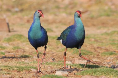 Kuşlar, Jodhpur, Rajasthan, Hindistan 'da mor moorhen porphyrio porphyrio. 